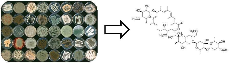 From microorganism to bioactive small molecule